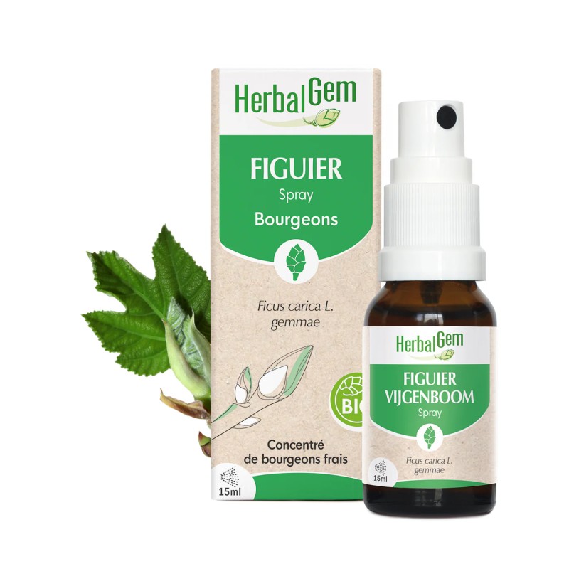 Figuier spray bio 15 ml Herbalgem dans votre magasin bio en ligne Etiketbio.eu Figuier spray bio 15 ml Herbalgem dans votre magasin bio en ligne Etiketbio.eu