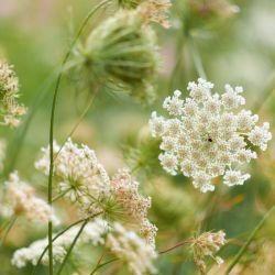 Reine des prés Romon Nature – 18 sachets Romon Nature  dans votre magasin bio en ligne Etiketbio.eu