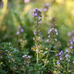 Thym bio format éco Romon Nature – 50 sachets Romon Nature  dans votre magasin bio en ligne Etiketbio.eu