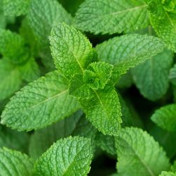 Menthe bio Romon Nature – 18 sachets Romon Nature  dans votre magasin bio en ligne Etiketbio.eu