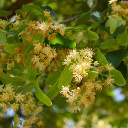 Tilleul bio 20 sachets Romon Nature Romon Nature  dans votre magasin bio en ligne Etiketbio.eu