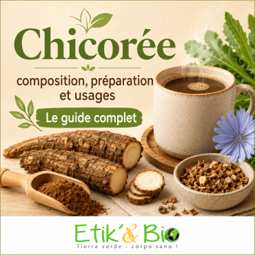 Chicorée : composition, préparation et usages