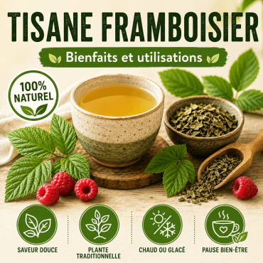 Feuille de framboisier : bienfaits, usages et préparation