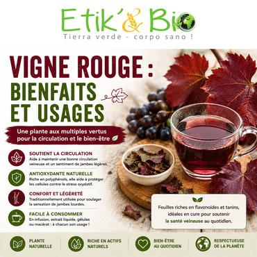 Vigne rouge : bienfaits et usages de la plante des jambes légères